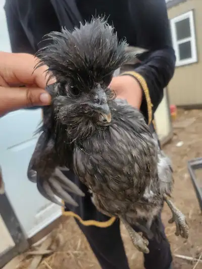 TWO PULLETS FOR SALE - BULE LAYER AND BROWN LAYER, View more