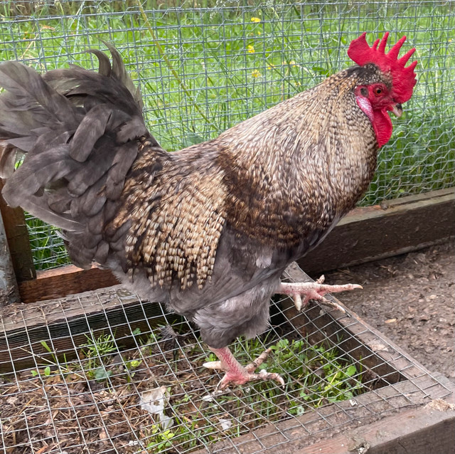 coq legbar 14m dans Animaux de ferme  à Sherbrooke - Image 2
