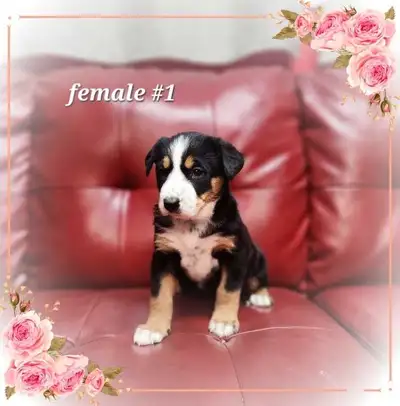 BerneseLab/ RottiLab  Mix, View more