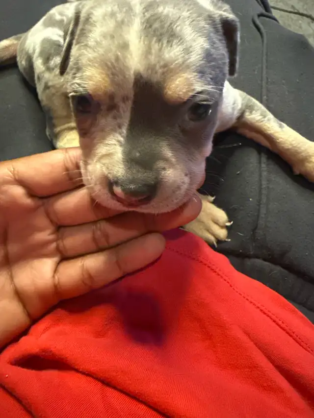 puppy for sale in Dogs & Puppies for Rehoming in Ottawa - Image 11