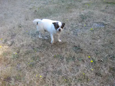 ADULT CHIHUAHUA BOY FOR SALE, View more