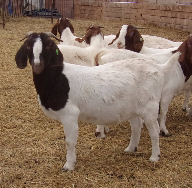 CMGA REGISTERED BOER GOATS in Livestock in Peterborough - Image 4