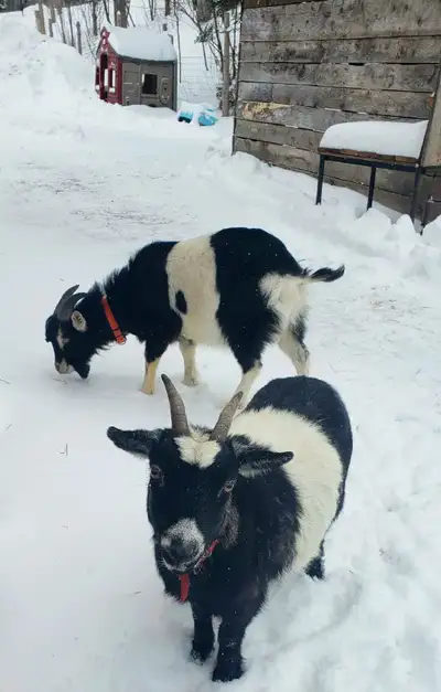 Nigerian Dwarf Goats , View more