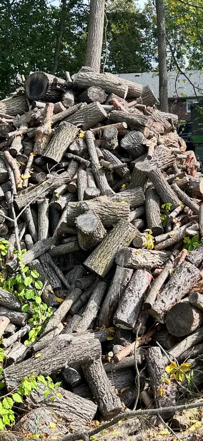 Looking for firewood, View more