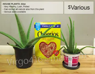 ~ Various House Plants: ALOE ~, View more
