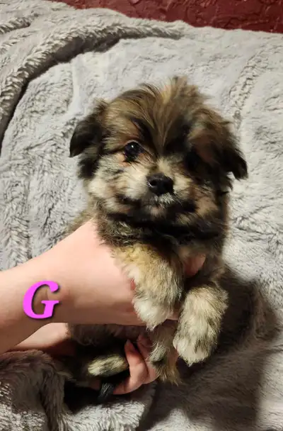 ROYAL POMKIE PUPPIES ⭐️⭐️⭐️⭐️⭐️, View more