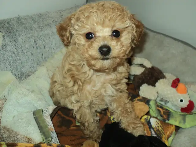 Caniche Toy, femelle abricot (rousse) in Dogs & Puppies for Rehoming in City of Montréal - Image 2