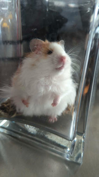 Hamster for adoption 