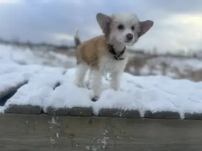 Chinese crested powder puff CKC registered, View more