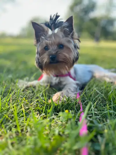 Yorkie female puppy mini, View more