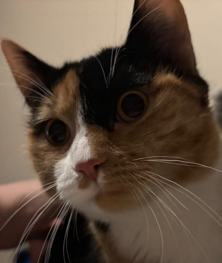 Sweet Kitty Looking for Forever Home in Cats & Kittens for Rehoming in Edmonton - Image 4
