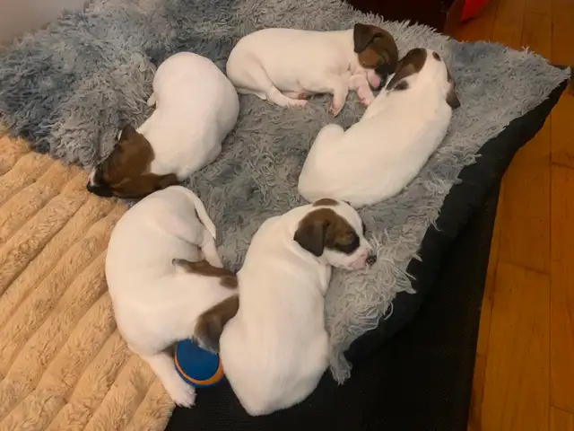 Jack Russel Puppies (five)  only 1 male left in Dogs & Puppies for Rehoming in Ottawa - Image 7