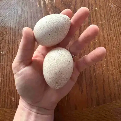Purebred Eastern wild turkey hatching  eggs, View more