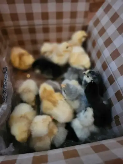 Texte svp 450-460-5394 Plusieurs poussins de races variés vacciné marek Dindonneaux 25$ Canetons 20$...