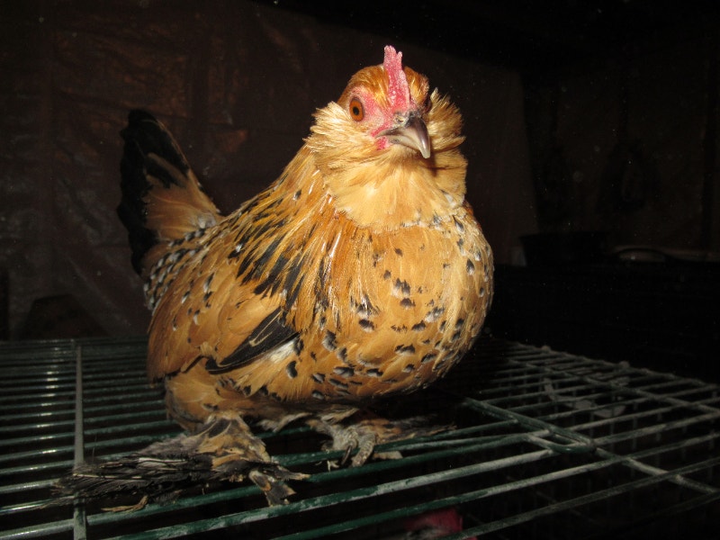 SOLDBelgian d'Uccle Hatching Eggs Livestock Trenton Kijiji