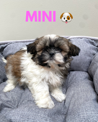 Shih Tzu Puppies * * Ready to go home * *, View more