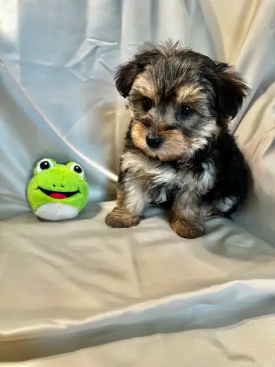 Classic Teddy Bear Morkie Puppy, View more