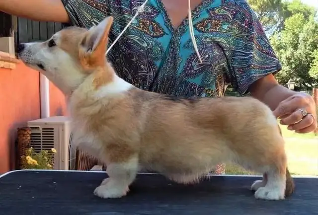 show dog rehome in Dogs & Puppies for Rehoming in Markham / York Region - Image 9