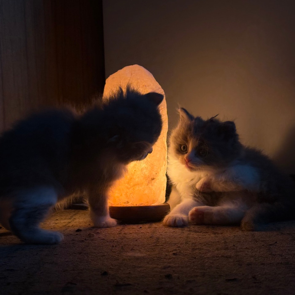 fluffy-kittens-cats-kittens-for-rehoming-city-of-toronto-free