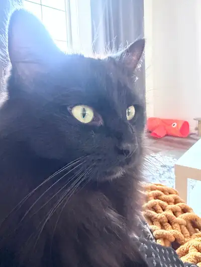 Binxy, a 1 year old boy., View more