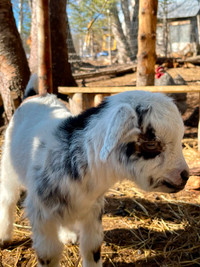 Nigerian dwarf goats