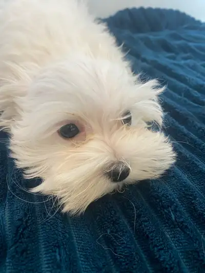 Maltese puppy’s , View more