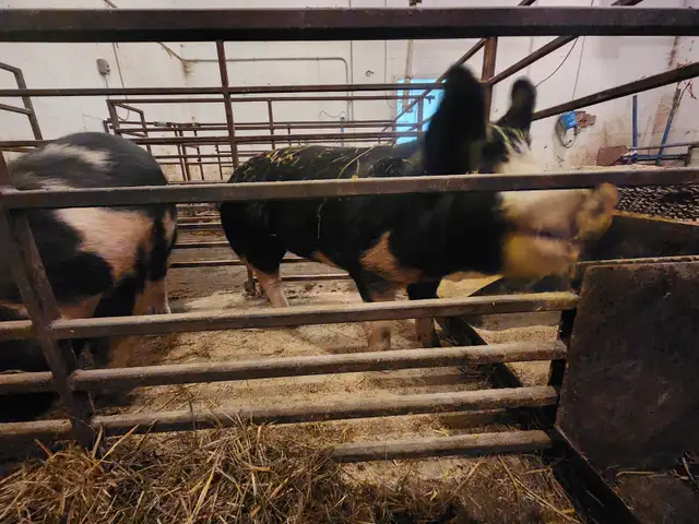 Breeding or Butcher Gilts in Livestock in Saskatoon - Image 5