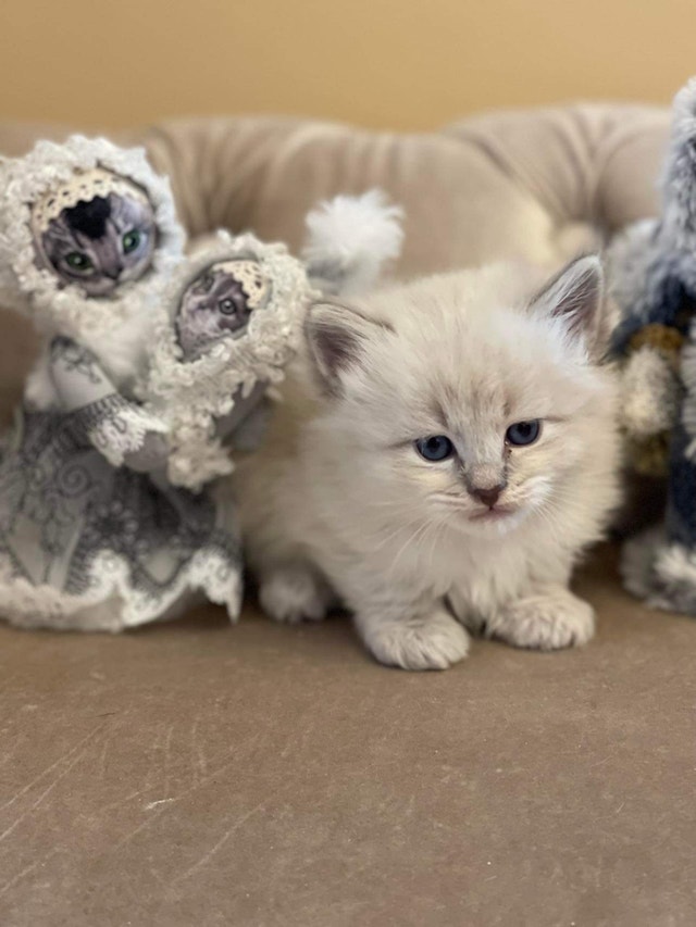 Purebred Munchkin kittens for sale Cats & Kittens for Rehoming City