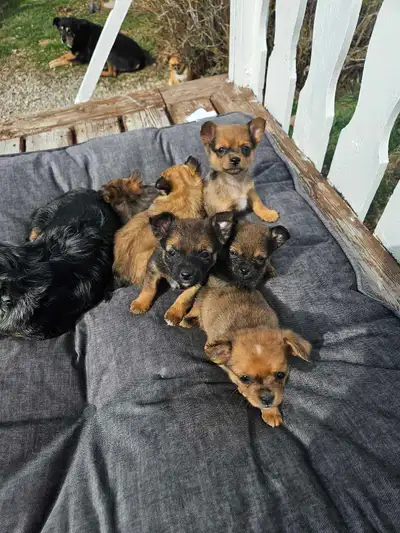 5 Chihuahua x/Pomeranian puppies, View more