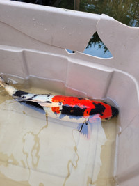 Poissons koi