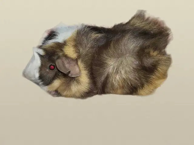 cochon d'inde Mâle in Small Animals for Rehoming in Lanaudière - Image 6