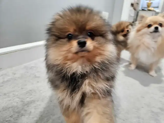 Premium pomeranian puppies * in Dogs & Puppies for Rehoming in Ottawa - Image 6