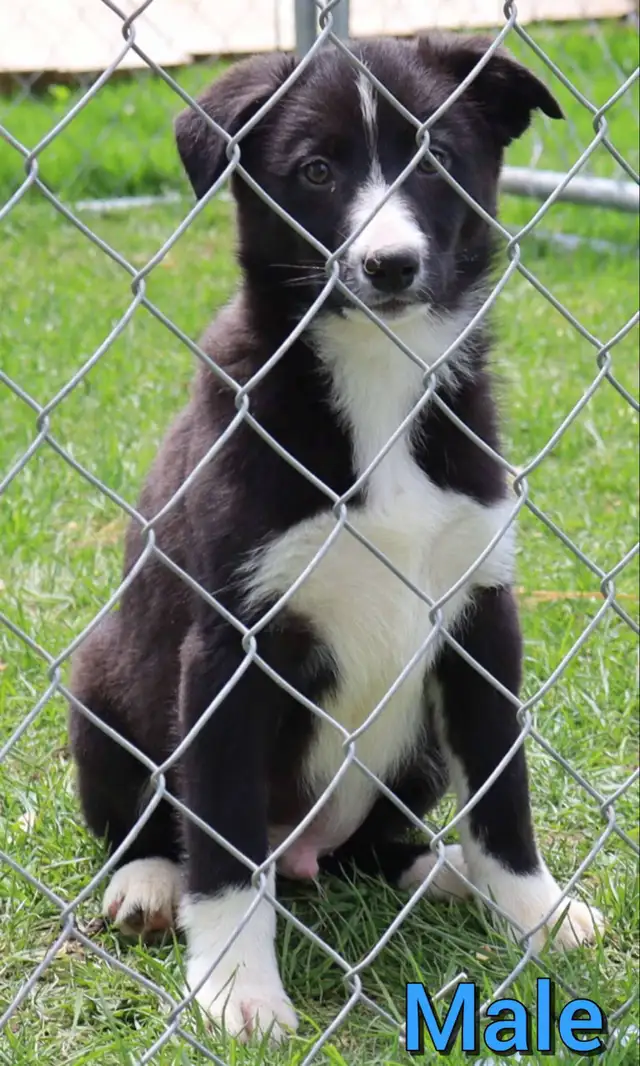 Australian Shepherd X Pups Available in Dogs & Puppies for Rehoming in Hamilton - Image 6