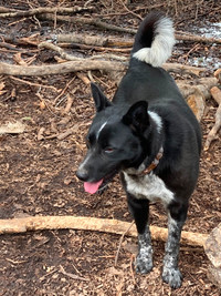 Border coolly blue heeler dog for sale