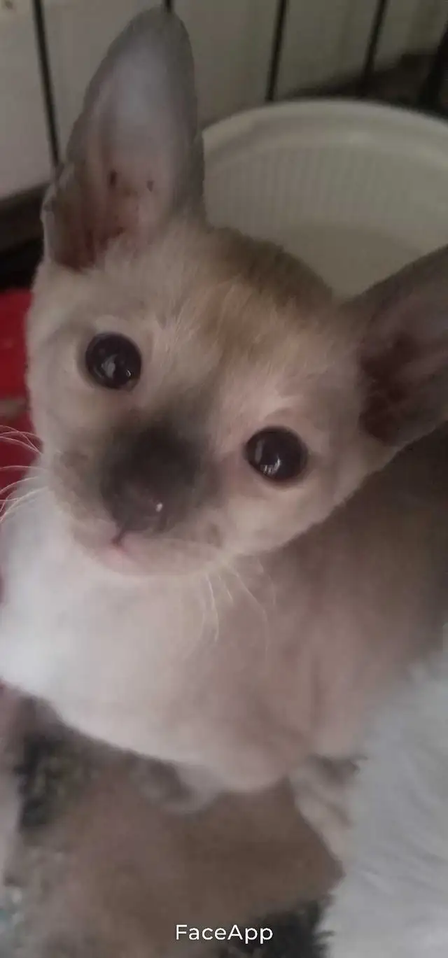 Chaton rex cornish male in Cats & Kittens for Rehoming in Lévis - Image 3