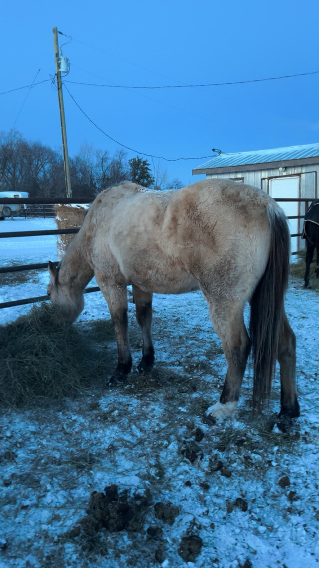 3 Year Old Gelding  in Horses & Ponies for Rehoming in Edmonton - Image 3