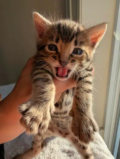 Chatons hybride Savannah Bengal, View more