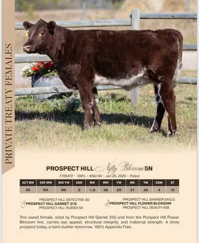 We have been raising shorthorn cattle for over 50 years . These heifers are a result of hard work ....