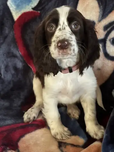 Chiens à adopter, View more