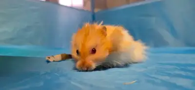 Hamster Male (1/3), healthy, friendly, and active (7 months), View more