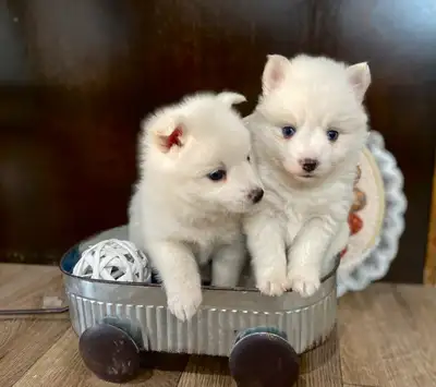 Toy Pomsky/American Eskimo Puppies! ♥️, View more