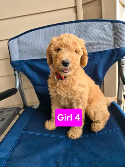 Beautiful F1b Goldendoodle Puppies Ready for new homes July 4th!, View more