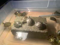 Cute baby yellow belly turtles 