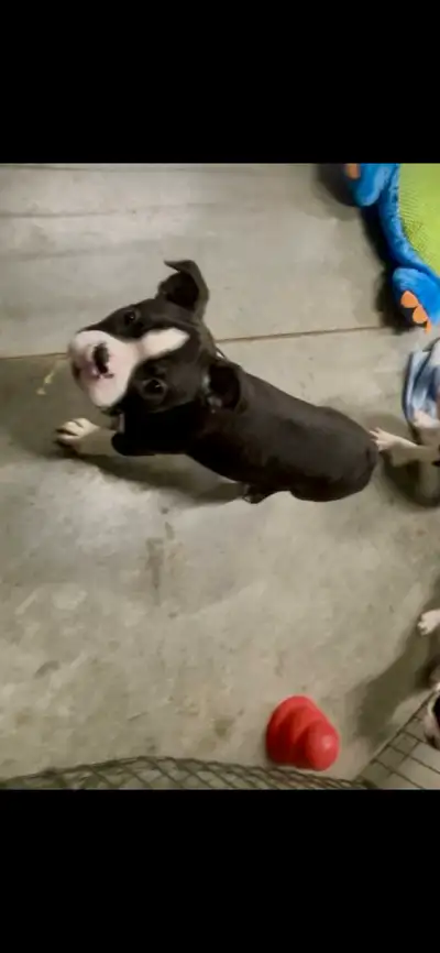 Boston terrier puppies, View more