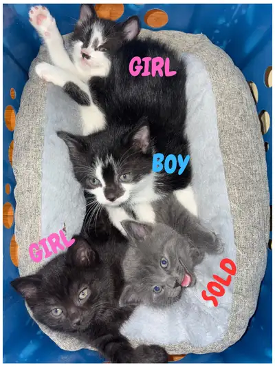 2 female 8 week old kittens for sale , View more