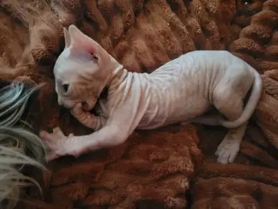 Hairless Sphynx Kittens, View more