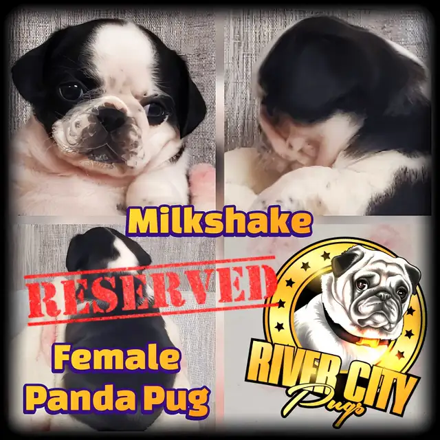 Panda Pug, Merle Pug & Koi Pug Puppies in Dogs & Puppies for Rehoming in Winnipeg - Image 8