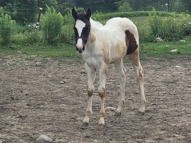 A Beautiful Bay/White APHA Filly in Horses & Ponies for Rehoming in Owen Sound - Image 4