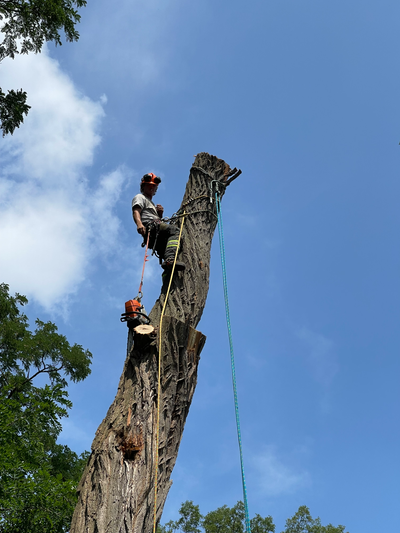 TREE REMOVAL, View more