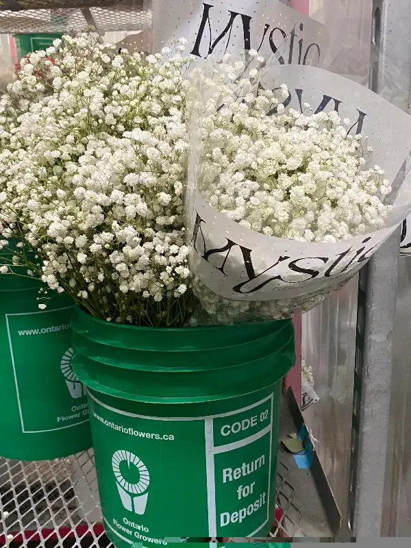 Babies breath bunch $35 in Other in Mississauga / Peel Region - Image 4